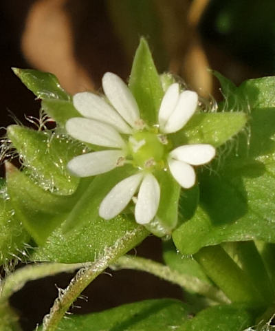 stellaria media