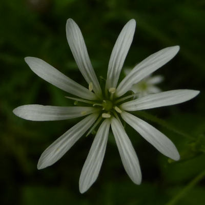 stellaria nemorum