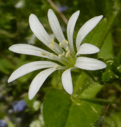 stellaria nemorum