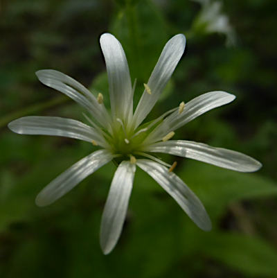 stellaria nemorum