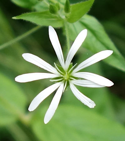 stellaria nemorum