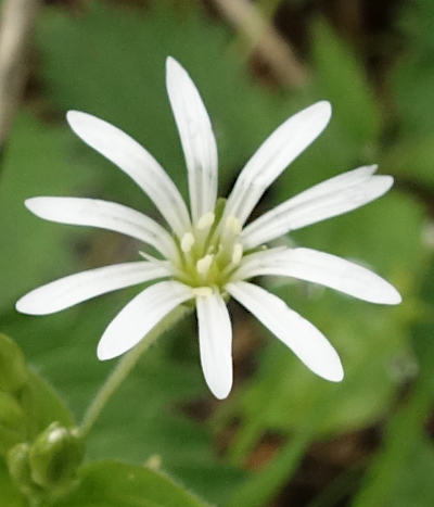 stellaria nemorum