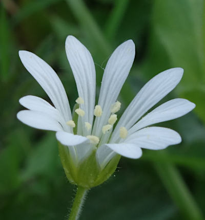 stellaria nemorum