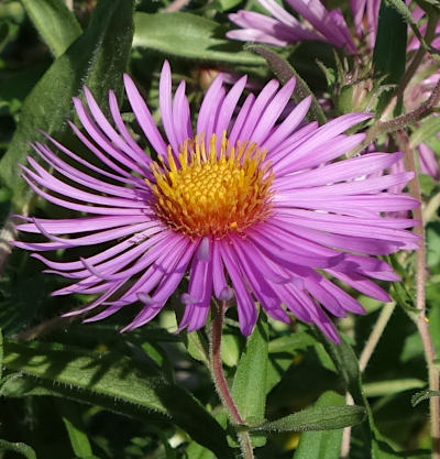 symphyotrichum novae-angliae