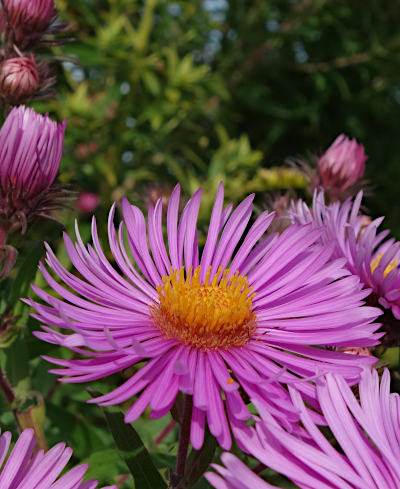 symphyotrichum novae-angliae