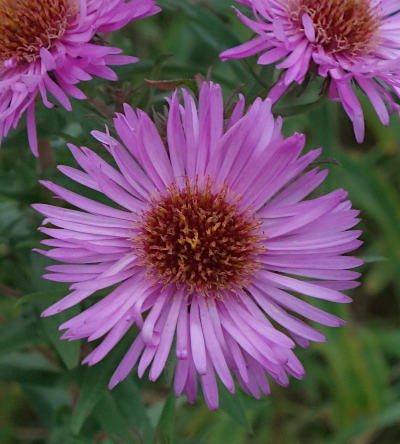 symphyotrichum novae-angliae