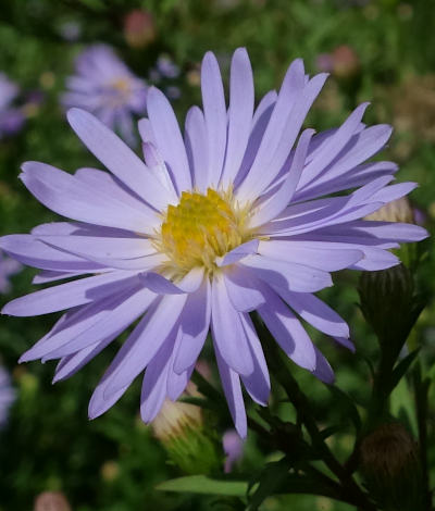 symphyotrichum novi-belgii