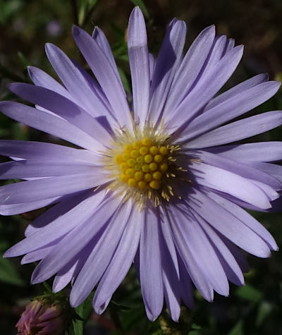 symphyotrichum novi-belgii