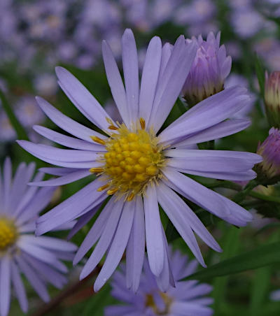 symphyotrichum novi-belgii