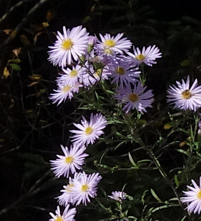 symphyotrichum novii-belgii