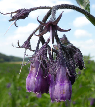 symphytum officinale