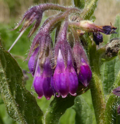 symphytum officinale