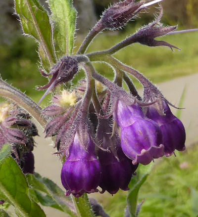 symphytum officinale