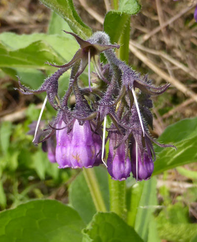 symphytum officinale