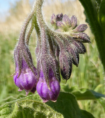 symphytum officinale