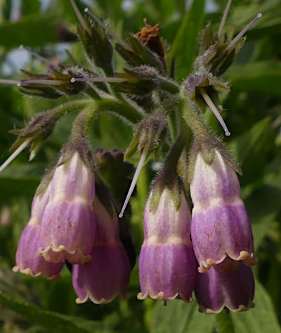 symphytum officinale