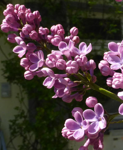 syringa vulgaris