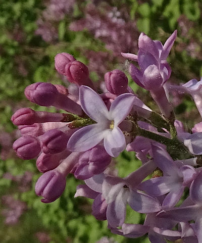 syringa vulgaris