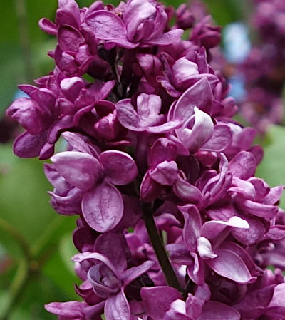 syringa vulgaris