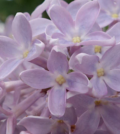 syringa vulgaris