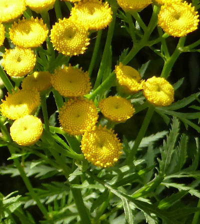 tanacetum vulgare