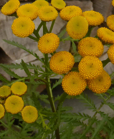 tanacetum vulgare