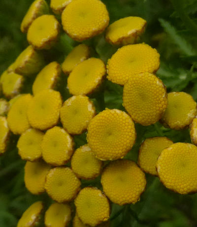 tanacetum vulgare