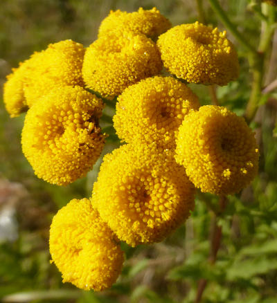 tanacetum vulgare