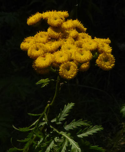 tanacetum vulgare