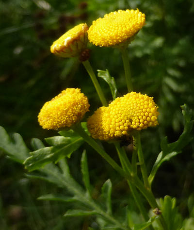 tanacetum vulgare