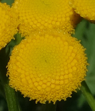 tanacetum vulgare