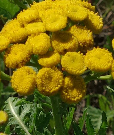 tanacetum vulgare