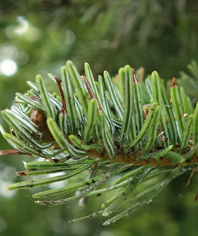 abies alba