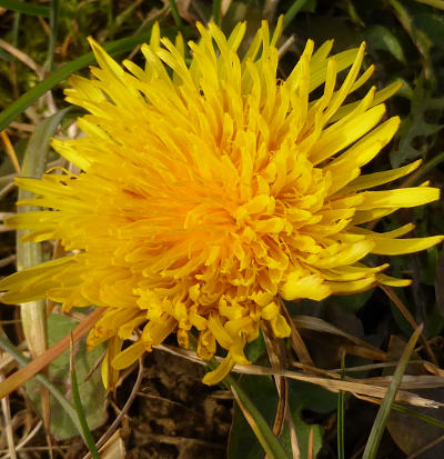 taraxacum officinale