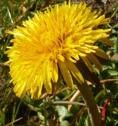 taraxacum officinale