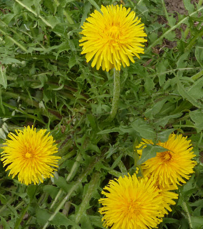 taraxacum officinale