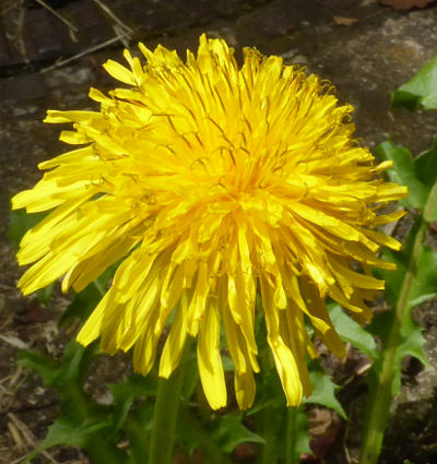 taraxacum officinale