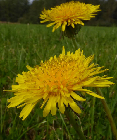 taraxacum officinale