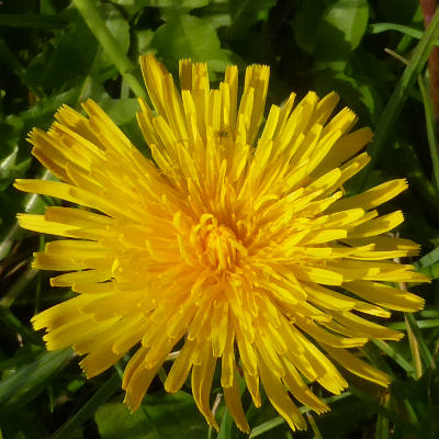 taraxacum officinale