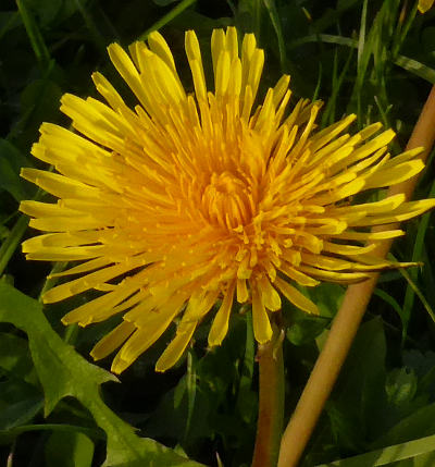 taraxacum officinale