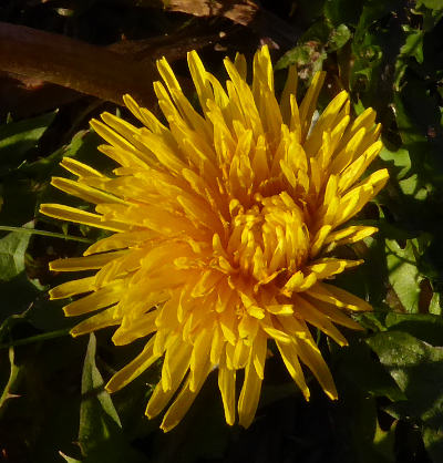 taraxacum officinale