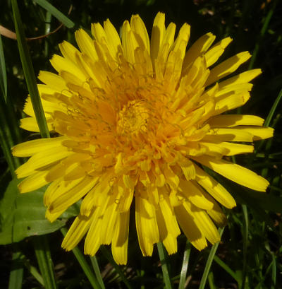 taraxacum officinale