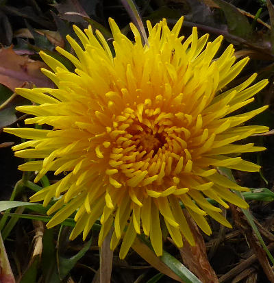 taraxacum officinale