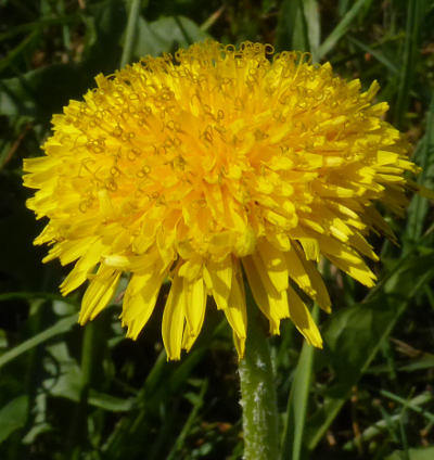 taraxacum officinale