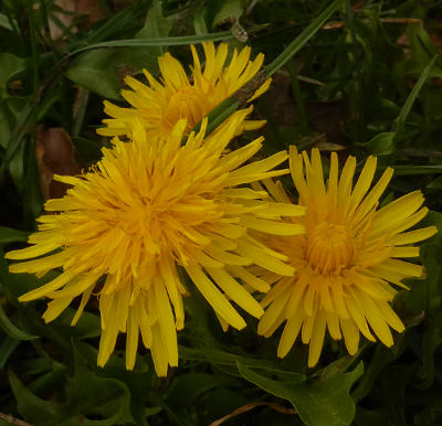 taraxacum officinale