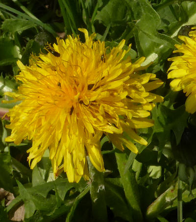 taraxacum officinale