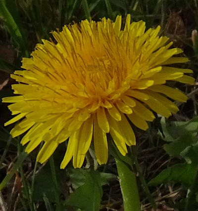 taraxacum officinale