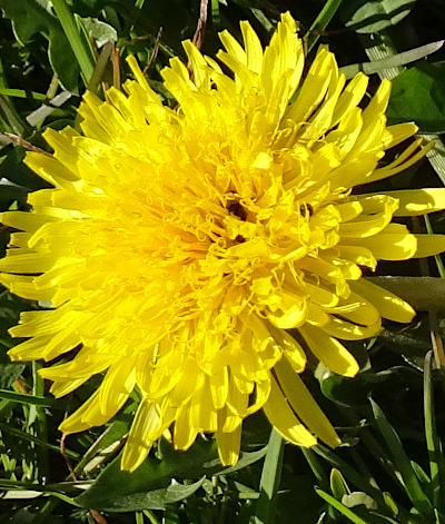 taraxacum officinale