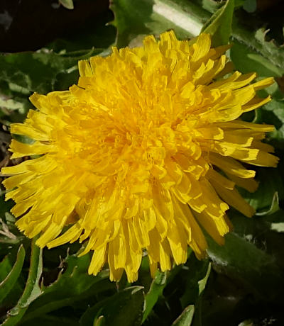 taraxacum officinale