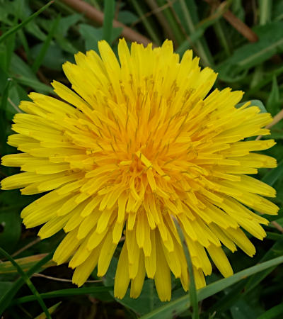 taraxacum officinale